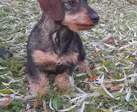 Amper - Dachshund Puppy for sale