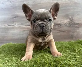 Mia  - Francia bulldog eladó kiskutya
