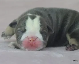 Frank - Bulldog Puppy for sale