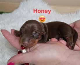 Honey - Bassotto Cucciolo in vendita