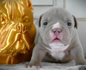 Peanut - American Bully - Pocket Angebotener Welpe