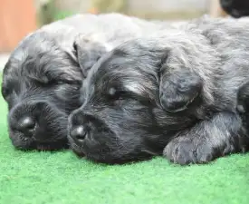 Rózsaszín - Flanders Cattle Dog Puppy for sale