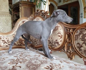 Ofra - Whippet Puppy for sale