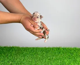 Centi - Chihuahua Cucciolo in vendita