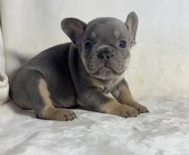 Milo - Französische Bulldogge Angebotener Welpe
