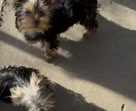 Abigél - Yorkshire Terrier eladó kiskutya