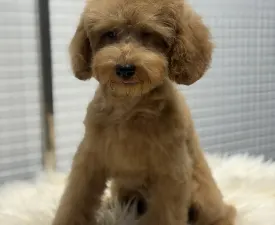 Roxy - Zwergpudel Angebotener Welpe