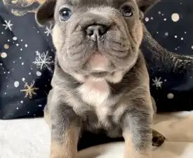 Steel Wing Bullz Orion - Bulldog francese Cucciolo in vendita