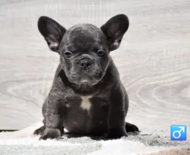 Max  - French Bulldog Puppy for sale