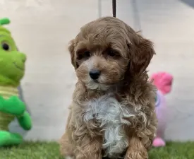 Zazu - Maltipoo Angebotener Welpe