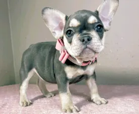 Melissa  - French Bulldog Puppy for sale