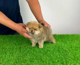 Watson - Poméranien Chiot à vendre