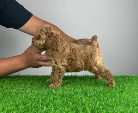 Sunny - Poodle Miniature Puppy for sale