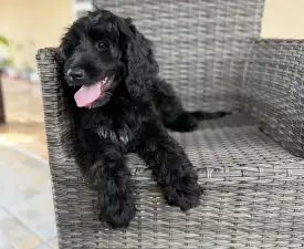 Bailey - Portuguese Water Dog Puppy for sale
