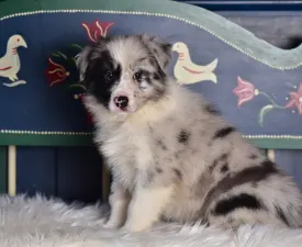 Allegro - Border Collie Puppy for sale