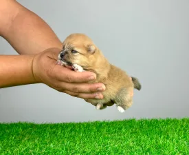 Zeta - German Pomeranian Spitz Puppy for sale