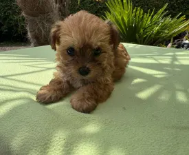 Narancs - Maltipoo eladó kiskutya