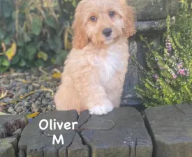 Oliver - Cavachon eladó kiskutya