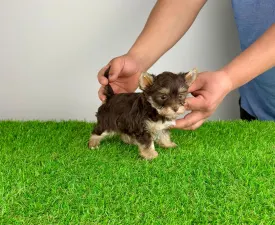 Menos - Yorkshire Terrier Puppy for sale