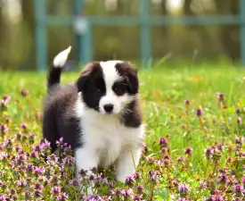 Gingers Heritage Lily Blossom - Border Collie Puppy for sale
