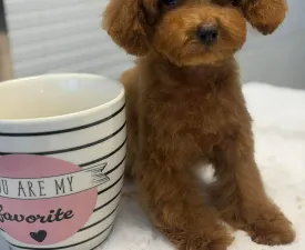 Vanda - Caniche Toy Chiot à vendre