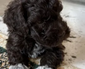 Robika - Lagotto Romagnolo eladó kiskutya