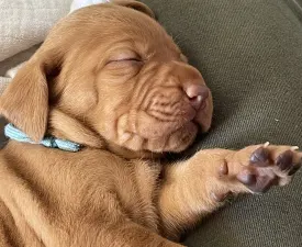 Vidual Armand - Hungarian Short-haired Vizsla Puppy for sale