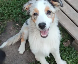 Sundance - Ausztrál juhászkutya eladó kiskutya