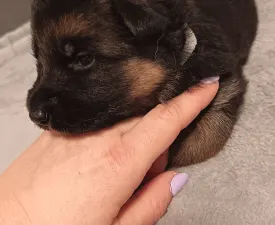 Csereerdei Lea - Owczarek niemiecki Szczenię na sprzedaż