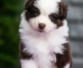 Winstead Hottie Valentine - Miniature American Shepherd Puppy for sale