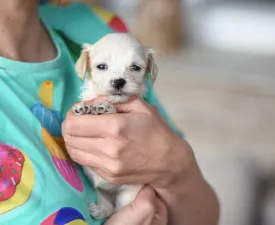 Pepsi - Maltipoo Puppy for sale