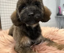 Tabitha - Poodle Miniature Puppy for sale