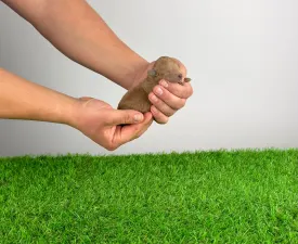 Opheli - Toy pudl Štěně na prodej