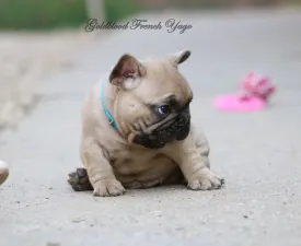 Yago - Francia bulldog eladó kiskutya