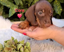Cora - Tacskó eladó kiskutya