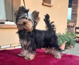 Hocus Pocus - Yorkshire Terrier eladó kiskutya