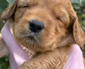Max - Labradoodle Puppy for sale