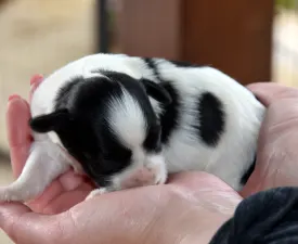 Oro De Habana Maribel - Havanese Puppy for sale