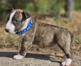 Pali - Bullterrier pitic Cățeluș de vânzare