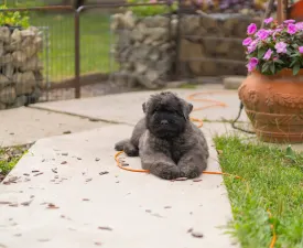 Szürke - Flanders Cattle Dog Puppy for sale