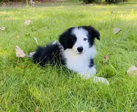 Heart Beat - Border Collie Puppy for sale
