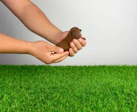 Disney  - Caniche Toy Chiot à vendre