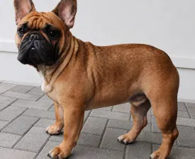 Dexter - French Bulldog Puppy for sale