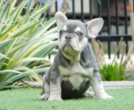 Lara  - Bulldog francese Cucciolo in vendita