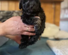 Russel  - Poodle Miniature Puppy for sale