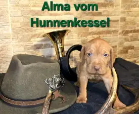 Alma Vom Hunnenkessel - Drótszőrű magyar vizsla eladó kiskutya