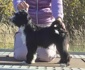 Josephine  - Terier tybetański Szczenię na sprzedaż