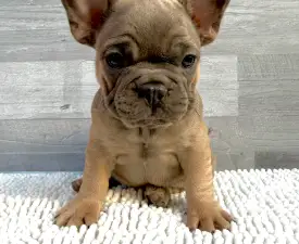 Héra  - Francia bulldog eladó kiskutya