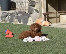 Bravados Kincső - Poodle Miniature Puppy for sale
