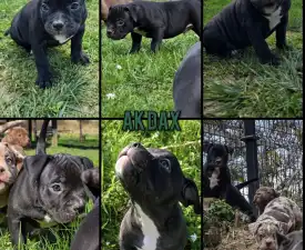 Ak Bully Dax - Amerikai Bully - Pocket eladó kiskutya